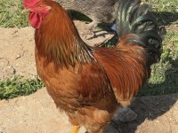 Gsg Wyandotte Saso Horoz