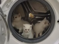Şecereli oğlumun beyaz british shorthair bebişleri