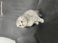 Scottish fold british shorthair