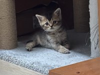 Dişi erkek yavru kediler