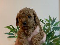 Birbirinden Güzel Toy Poodle Bebeklerimiz