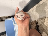 4 Kardeş Yavru Hamster