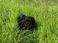 2 Aylık Maltipoo
