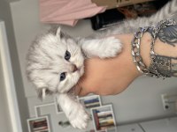 Eskişehir Tepebaşından scottish fold longhair