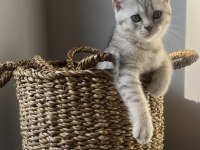 2 aylık british shorthair