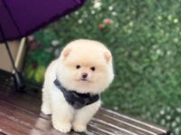 Teddy Bear Pomeranian Boo Yavrumuz