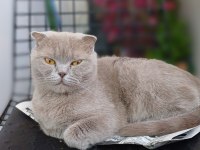 Sağlıklı dişi scottish fold