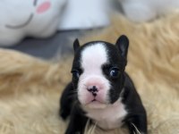 HARİKA ANATOMİYE SAHİP FRENCH BULLDOG YAVRULARIM