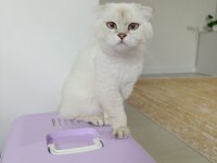 Mükemmel Güzellikte Scottish Fold