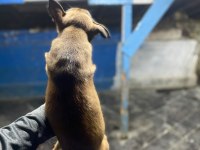 Safkan Belçika malinoisler