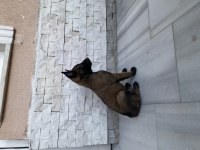 Orjinal Malinois Yavrular