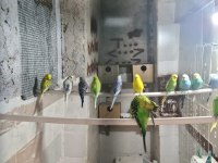 Muhabbet kuşu