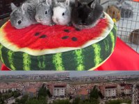 Cüce Ve Lop Irkı Tavşan