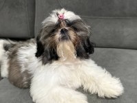 A ŞESECE SHIH TZU ÇOCUKLARIMIZ HAZIR
