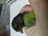 Kara Elmas siyah zeytin Kanarya
