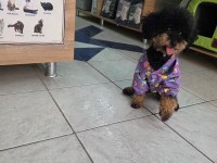 9 AYLIK DİŞİ EĞİTİMLİ ÇOK ÖZEL TOY POODLE