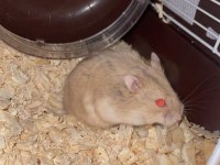 Acil bebek hamster yuva aranıyor