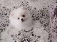 5 aylık pomeranian Boo
