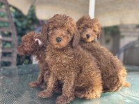 Yasal ruhsatlı çiftlikde ziyarete açık toy poodle