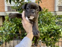 Birbirinden Sevimli ve Oyuncu French Bulldog Yavrularımız