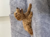 Kaliteli ırk garantili toy poodle