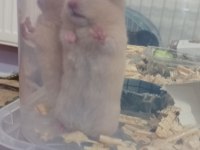 Kısa tüylü teddy hamster