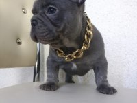 French Bulldog puppys