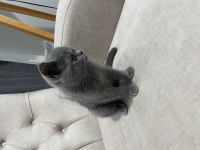 2 aylık safkan british blue renk erkek