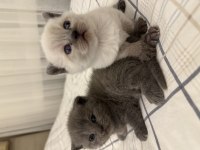 Blue point british shorthair kedimiz