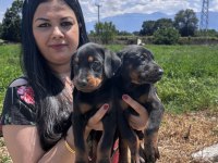 Şecereli king doberman yavrularım