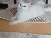 Golden Point British Shorthair Prenses Hazır