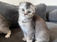 Safkan mini scottish fold ve british yavrular