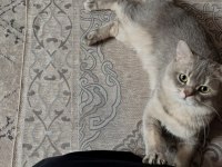 Uysal kedi
