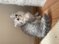 Güzeller güzeli cins scottish fold yavrularımız