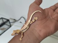 Crested Gecko Türleri