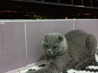 Acil sahiplendirme scottish fold takas olur