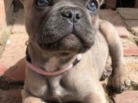 French Bulldog Dişi Erkek Yavrularımız