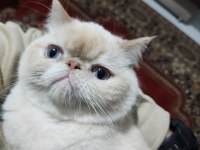 Exotic Shorthair Kedimi Sahiplendiriyorum