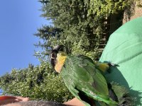 Evcil Kayık (Caique) Papağanı ve Kafesi