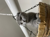 45 günlük yavru scottish fold kediler