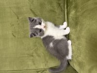 3 adet dişi british shorthair yavrumuz