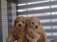 Sağlıklı maltipoo bebekler