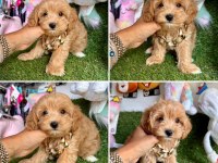 Mini mini güzel maltipoo bebekler