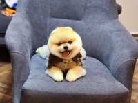 Türkiyenin En Kaliteli Pomeranian Booları