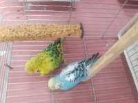 5 takım şov 7 takım jumbo ve jumbo kırığı muhabbet kuşu