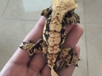 Crested Gecko