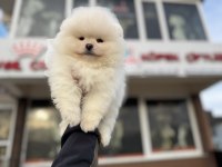 Yarışma düzeyinde teddy face pomeranian yavrularımız