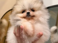 Pomeranian boo ayı surat bal