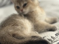 NY11 dişi iki aylık eğitimleri tam british shorthair