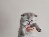 Sağlıklı kaliteli british shorthair yavrular